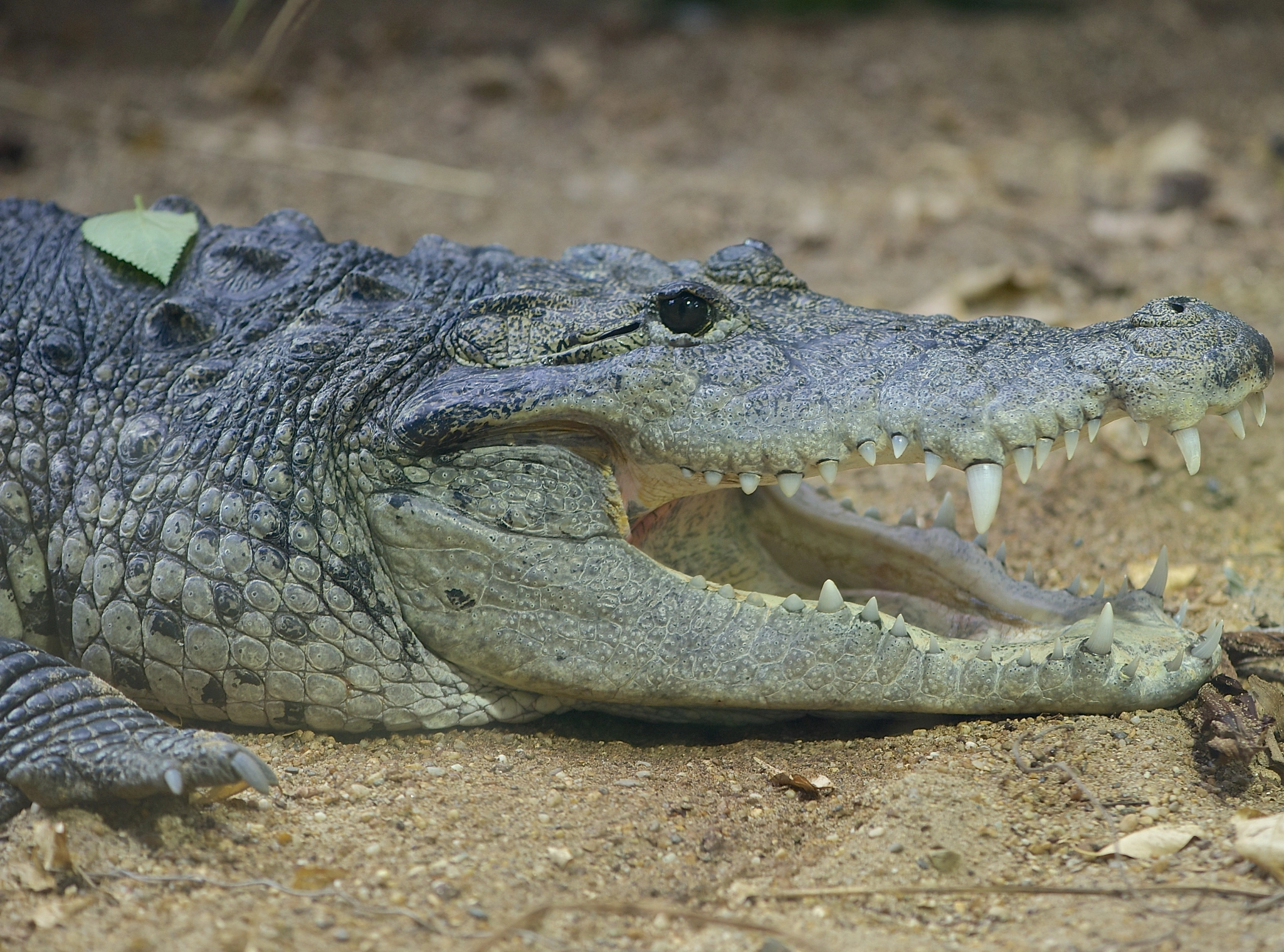Morelet's Crocodile