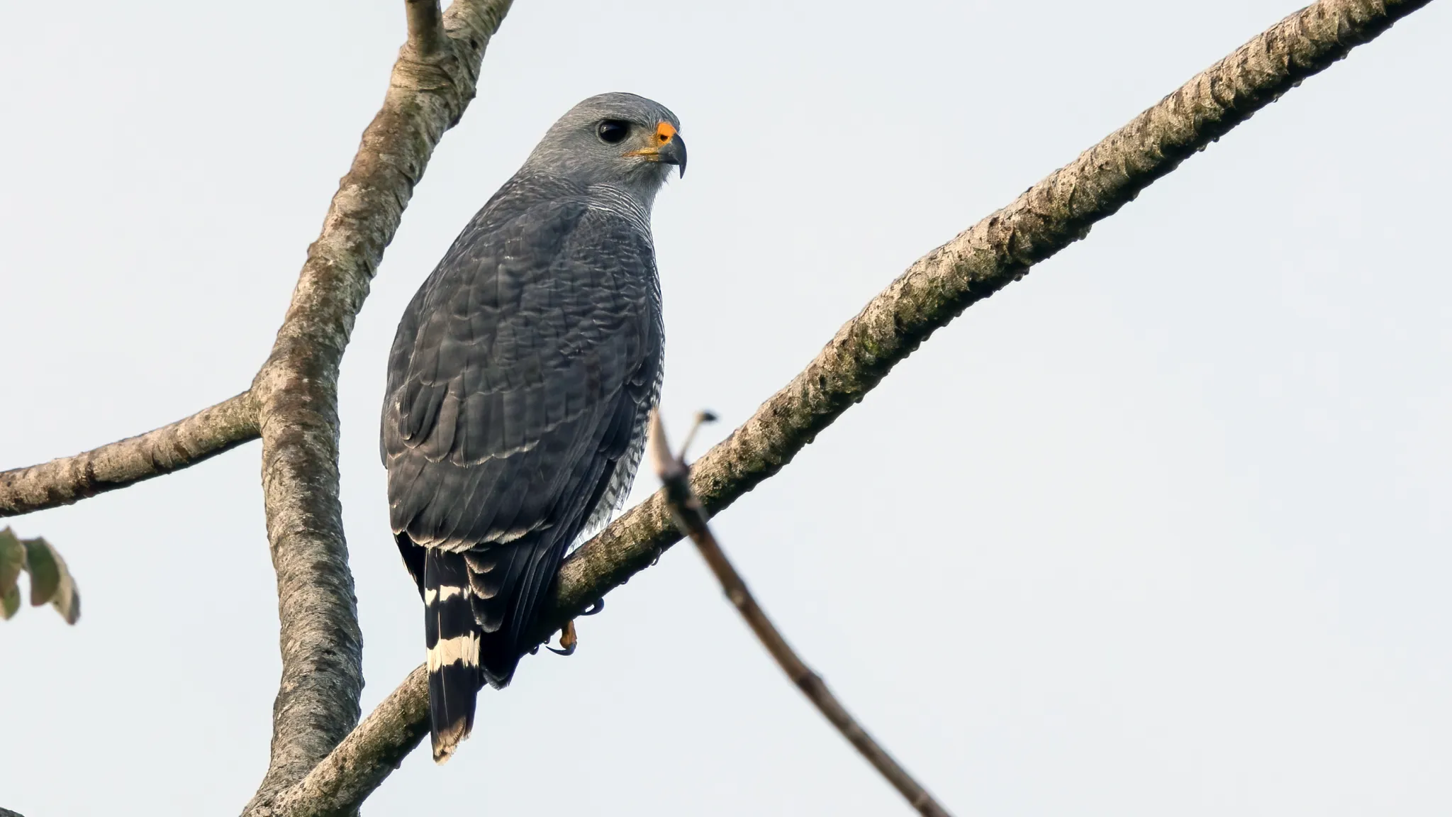 Roadside Hawk