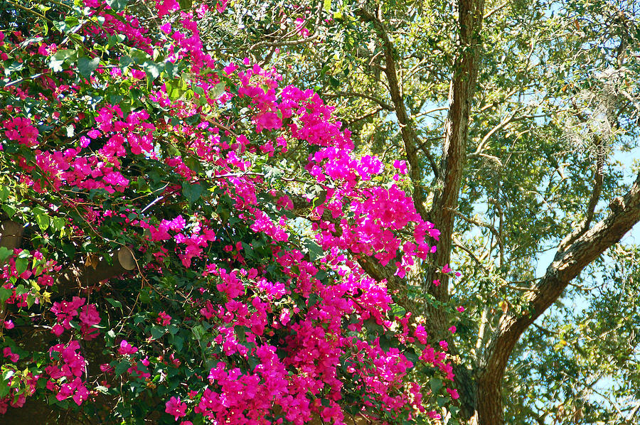 Bougainvillea in bloom