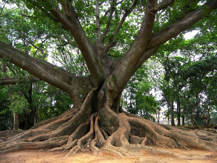 Ceiba — the sacred Mayan tree