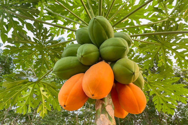 Papaya fruit on the tree